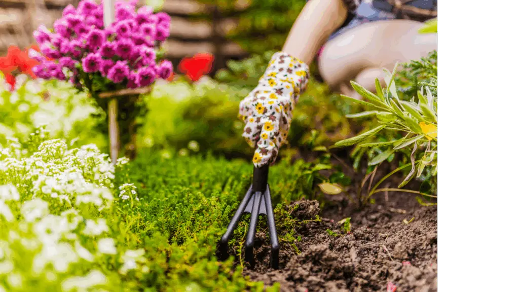 Pflanzarbeit mit Handschuh und Grabegabel im Blumenbeet