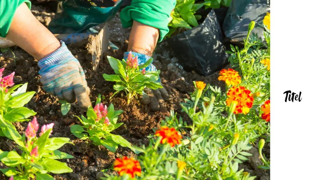 Blumen pflanzen im Beet: Gartenarbeit im Kleingarten