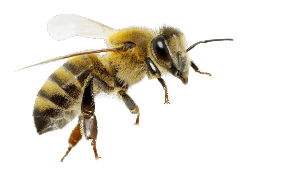 Honigbiene im Flug über den Gärten vom Kleingartenverein Oelsnitz