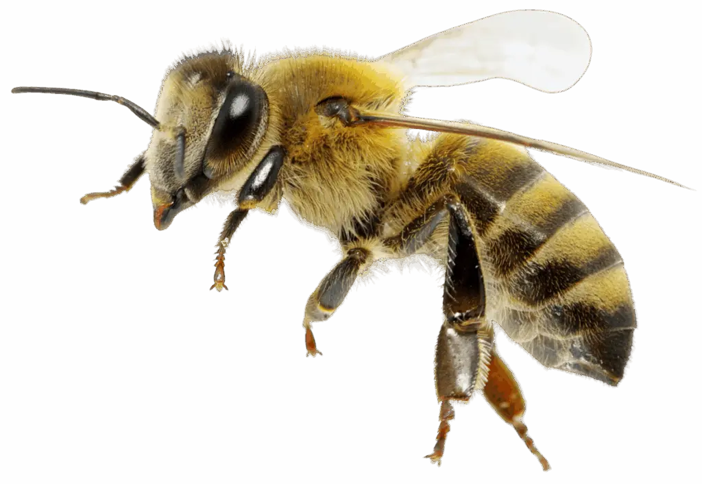 Honigbiene im Flug über den Gärten vom Kleingartenverein Oelsnitz